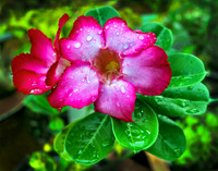 Deeply Desert Rose  069