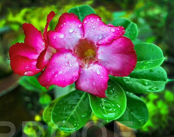 Deeply Desert Rose  069