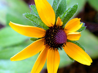 InSightful Black Eye Susan