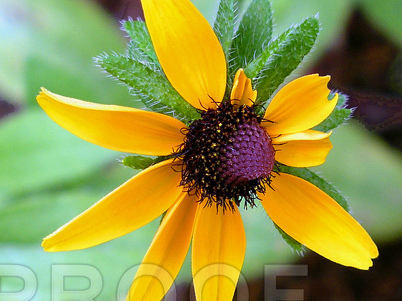 InSightful Black Eye Susan