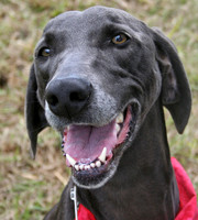 Greyhound Mix