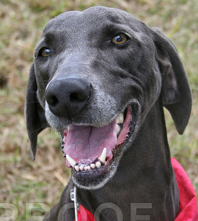 Greyhound Mix