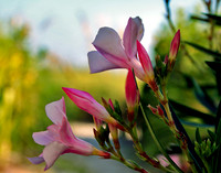 Oleander
