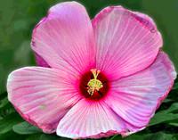 Veins of Detroit Flower 016