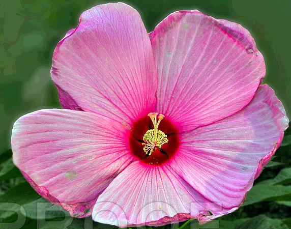 Veins of Detroit Flower  016
