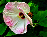 Detroit Flower in Midlife 020