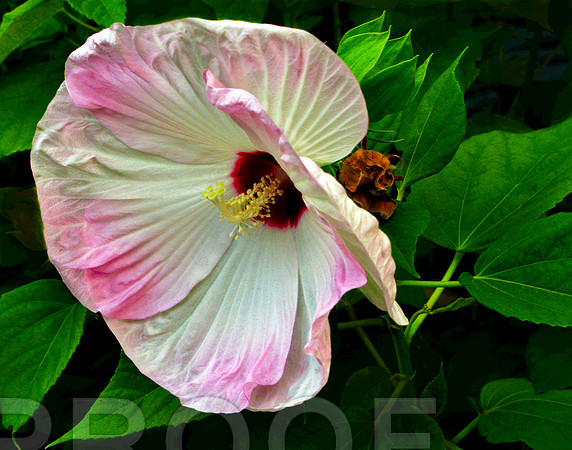 Detroit Flower in Midlife 020