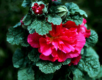 Ruffled Hibicus 004