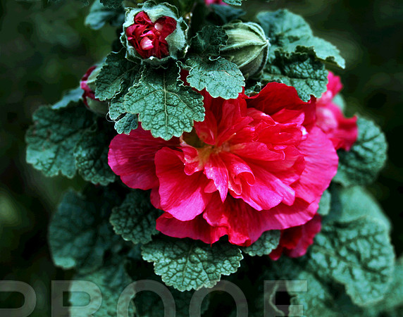 Ruffled Hibicus 004