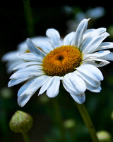Simply Daisy