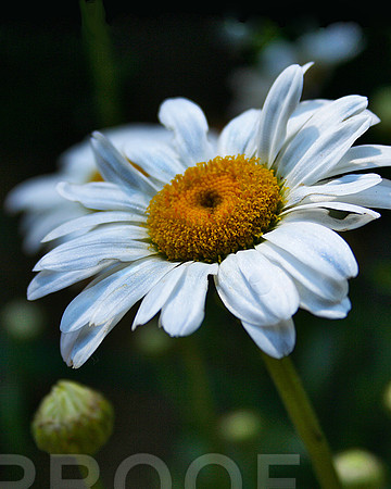 Simply Daisy