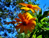 Wild Abandon Sunflower 120
