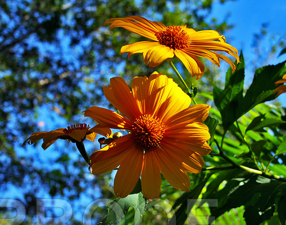 Wild Abandon Sunflower 120