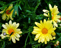 Refreshing Daisys