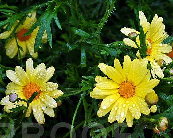 Refreshing Daisys