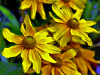 bg 2018 BAlck Eyed Susan
