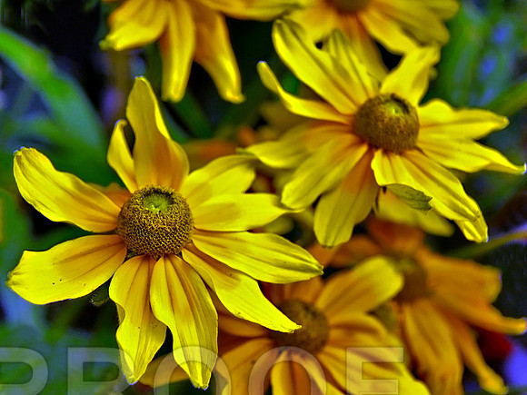 bg 2018 BAlck Eyed Susan