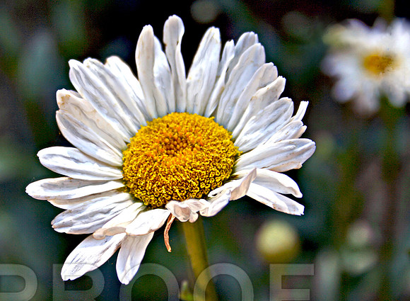 Daisy Curls