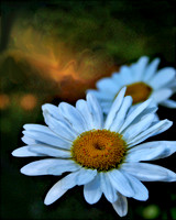 Daisy 2 for U