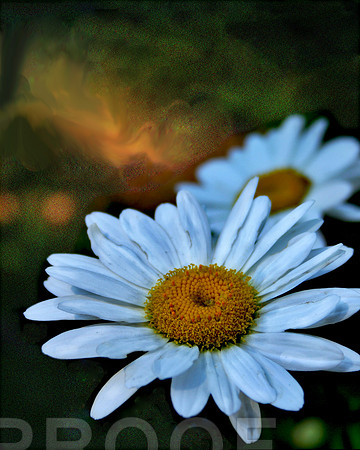 Daisy 2 for U