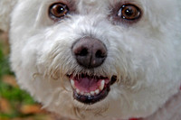 Bichon 18 x 12 S 4112