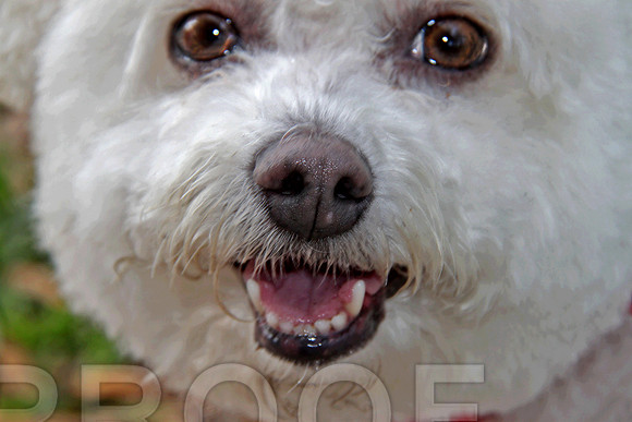 Bichon 18 x 12 S  4112