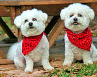 Bichons 4102