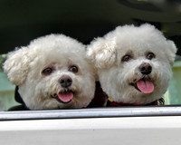 Bichons 4123