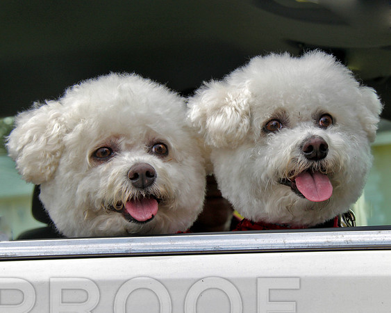 Bichons  4123