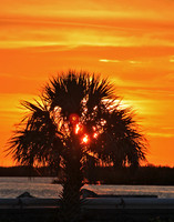 homosassa 9411