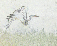 bird edg 9262