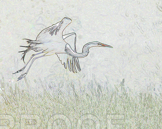 bird edg 9262