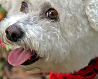 Bichon S 4115