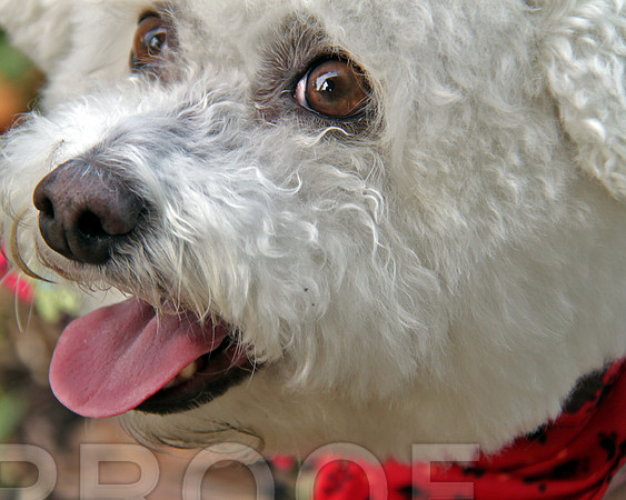 Bichon S  4115