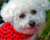 Bichon G 4066