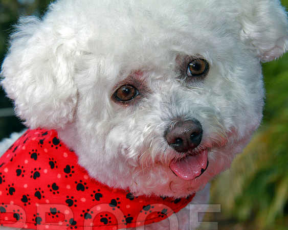 Bichon  G  4066