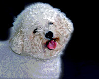 Bischon 8 x 10