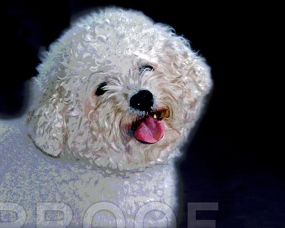 Bischon 8 x 10