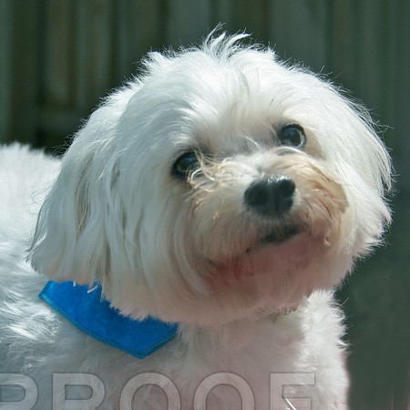 Rescued Fluff Bischon