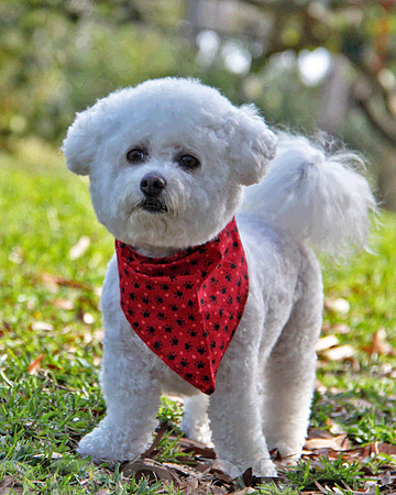 Bichon 3903