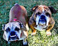 Bull Dogs