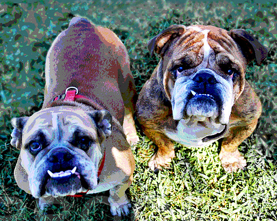 Bull Dogs
