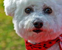 Bichon 4037