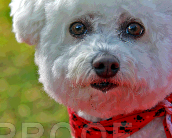 Bichon  4037