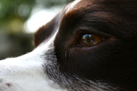 dogs june 17th 2009 019
