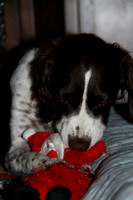 chrismas 2012-2