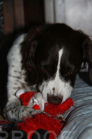 chrismas 2012-2