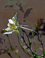 lily wallpapter 204