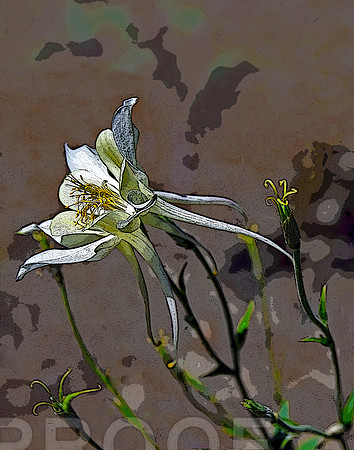 lily wallpapter 204