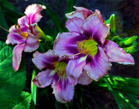 Alluring Lily 201